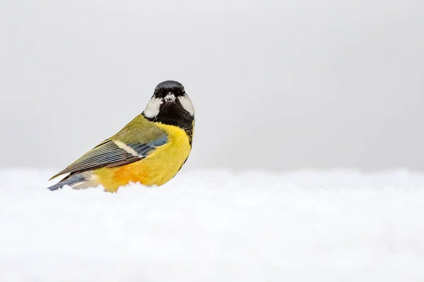 Cute bird. Winter nature background. Bird: Great Tit. Parus major.