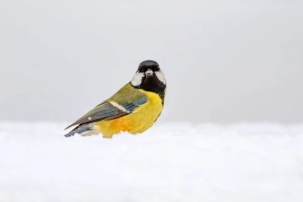 Roztomilá Ptáčku Zimní Přírodní Zázemí Velký Kozy Parus Hlavní — Stock fotografie