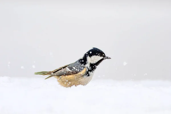 Cute Małego Ptaka Tło Przyrodnicze Park Ogród Leśny Ptak Węgiel — Zdjęcie stockowe