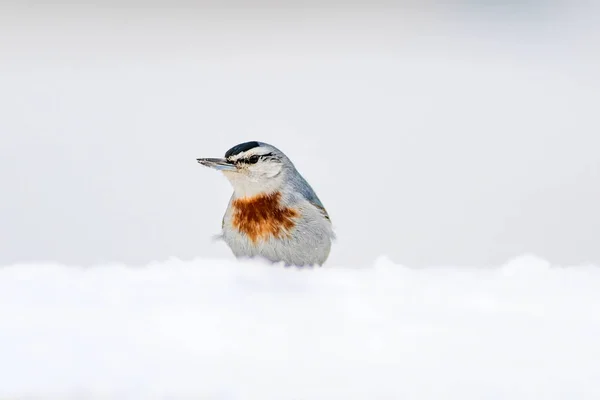 Winter Und Vögel Vogel Kleiber Sitta Krueperi Hintergrund Natur — Stockfoto