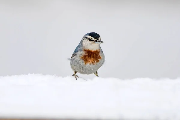 Winter Und Vögel Vogel Kleiber Sitta Krueperi Hintergrund Natur — Stockfoto