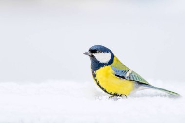 Sevimli kuş. Kış doğa arka plan. Kuş: Büyük Tit. Parus majör.