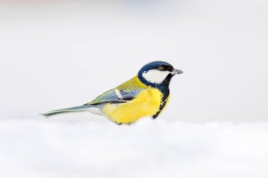 Sevimli kuş. Kış doğa arka plan. Kuş: Büyük Tit. Parus majör.