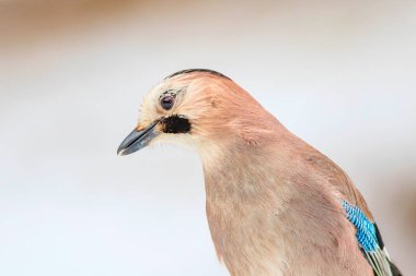 Kış ve kuş. Kış doğa arka plan. 
