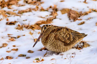Kamuflaj kuş woodcock. Kahverengi kuru yaprakları ve kar arka plan ... Kuş: Avrasya Woodcock. Scolopax rusticola.