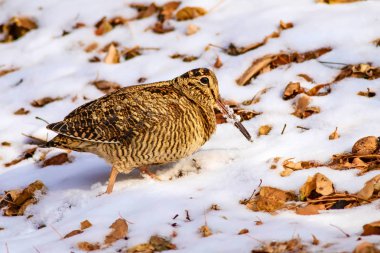 Kamuflaj kuş woodcock. Kahverengi kuru yaprakları ve kar arka plan ... Kuş: Avrasya Woodcock. Scolopax rusticola.