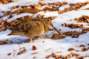 Kamuflaj kuş woodcock. Kahverengi kuru yaprakları ve kar arka plan ... Kuş: Avrasya Woodcock. Scolopax rusticola.