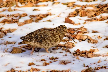 Kamuflaj kuş woodcock. Kahverengi kuru yaprakları ve kar arka plan ... Kuş: Avrasya Woodcock. Scolopax rusticola.