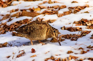 Kamuflaj kuş woodcock. Kahverengi kuru yaprakları ve kar arka plan ... Kuş: Avrasya Woodcock. Scolopax rusticola.