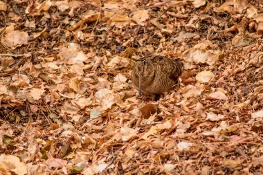 Kamuflaj kuşu. Woodcock. Kuru yapraklar. Kahverengi doğa arka plan. Kuş: Avrasya Woodcock. Scolopax rusticola .