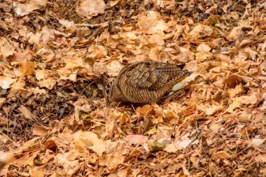 Kamuflaj kuşu. Woodcock. Kuru yapraklar. Kahverengi doğa arka plan. Kuş: Avrasya Woodcock. Scolopax rusticola .