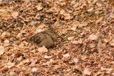 Kamuflaj kuşu. Woodcock. Kuru yapraklar. Kahverengi doğa arka plan. Kuş: Avrasya Woodcock. Scolopax rusticola .