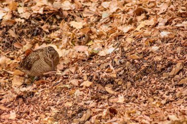 Kamuflaj kuşu. Woodcock. Kuru yapraklar. Kahverengi doğa arka plan. Kuş: Avrasya Woodcock. Scolopax rusticola .