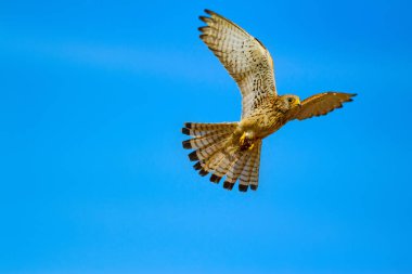 Uçan şahin. Mavi gökyüzü arka planı. Ortak Kerkenez. Küçük Kerkenez. Falco naumanni.