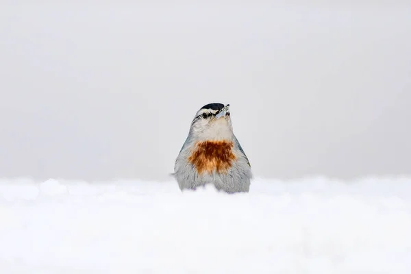 Zima Ptáci Pták Nuthatch Sitta Krueperi Pozadí Přírody — Stock fotografie