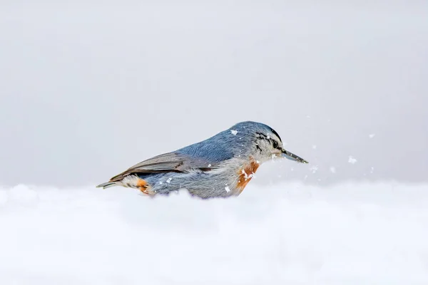 Iarna Păsările Bird Nuthatch Sitta Krueperi Natura Fundal — Fotografie, imagine de stoc