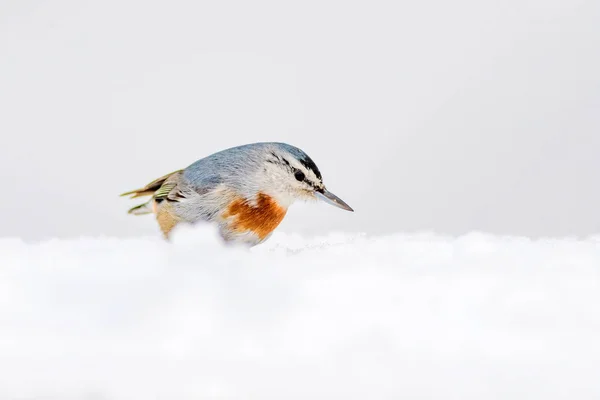 Invierno Aves Nuthatch Inglés Sitta Krueperi Fondo Naturaleza —  Fotos de Stock