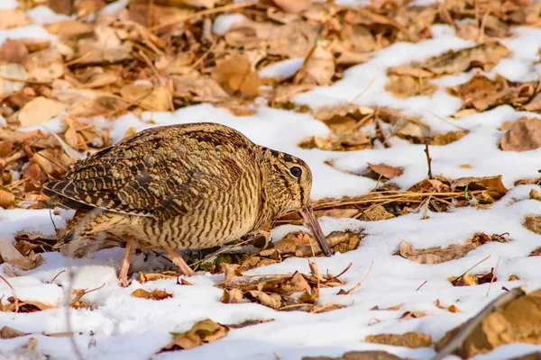 Camouflage Vogel Woodcock Bruine Droge Bladeren Sneeuw Achtergrond Vogel Euraziatische — Stockfoto
