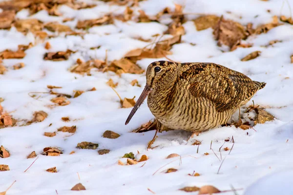 Kamuflaj kuş woodcock. Kahverengi kuru yaprakları ve kar arka plan ... Kuş: Avrasya Woodcock. Scolopax rusticola.