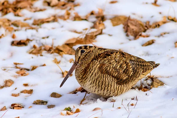 Kamuflaj kuş woodcock. Kahverengi kuru yaprakları ve kar arka plan ... Kuş: Avrasya Woodcock. Scolopax rusticola.