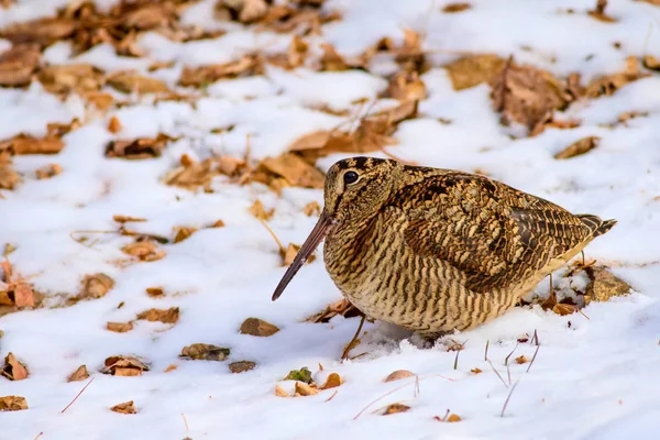 Camouflage Vogel Woodcock Bruine Droge Bladeren Sneeuw Achtergrond Vogel Euraziatische — Stockfoto