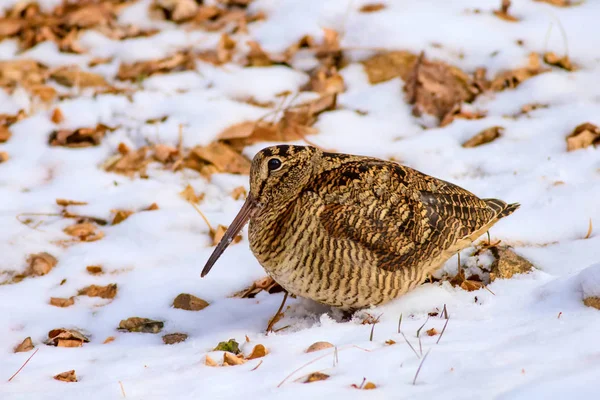 Camouflage Oiseau Bécasse Feuilles Brunes Sèches Fond Neige Oiseau Bécasse — Photo