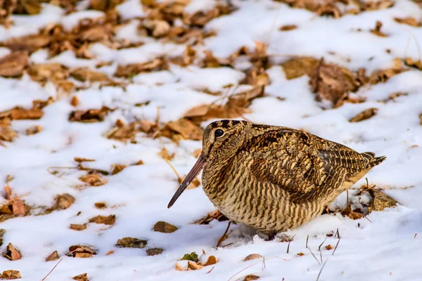 Camouflage Vogel Woodcock Bruine Droge Bladeren Sneeuw Achtergrond Vogel Euraziatische — Stockfoto