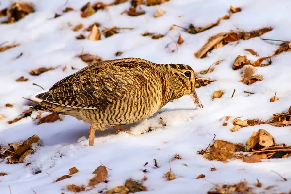 Camouflage Vogel Woodcock Bruine Droge Bladeren Sneeuw Achtergrond Vogel Euraziatische — Stockfoto