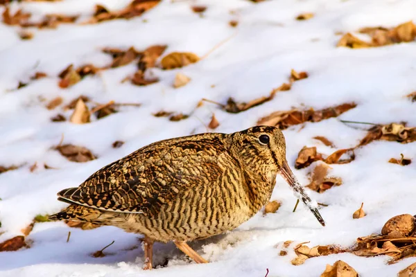 Kamufláž Ptáček Suché Listí Sněhová Pozadí Ptáček Eurasijský Woodcock Křenice — Stock fotografie