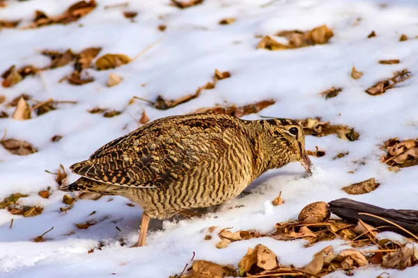 Kamuflaj Kuş Woodcock Kahverengi Kuru Yaprakları Kar Arka Plan Kuş — Stok fotoğraf