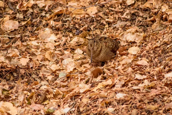 Camouflage Bird Woodcock Dry Leaves Brown Nature Background Bird Eurasian — Stock Photo, Image