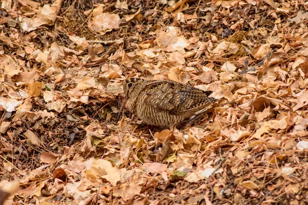 Oiseau Camouflage Woodcock Feuilles Sèches Fond Brun Nature Oiseau Bécasse — Photo