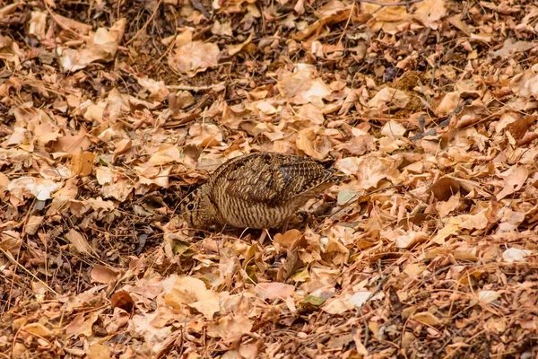 Oiseau Camouflage Woodcock Feuilles Sèches Fond Brun Nature Oiseau Bécasse — Photo