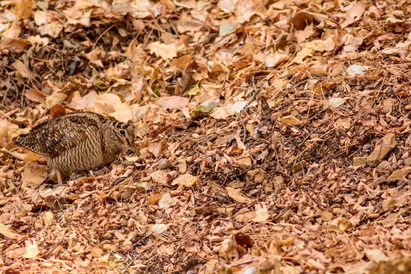 Oiseau Camouflage Woodcock Feuilles Sèches Fond Brun Nature Oiseau Bécasse — Photo