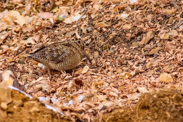 Camouflage Vogel Woodcock Droge Bladeren Bruine Natuur Achtergrond Vogel Euraziatische — Stockfoto