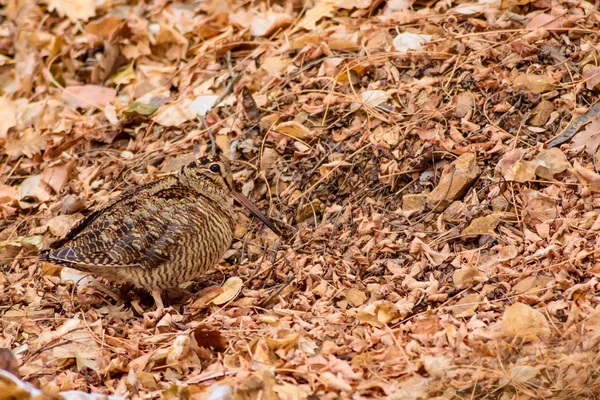 迷彩鳥 ヤマシギ 乾いた葉 茶色の自然の背景 ユーラシア ウッドコック スコロバックス ルスティコーラ — ストック写真