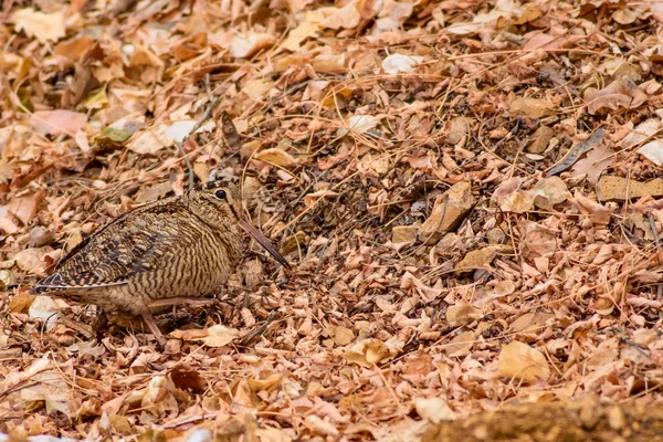 迷彩鳥 ヤマシギ 乾いた葉 茶色の自然の背景 ユーラシア ウッドコック スコロバックス ルスティコーラ — ストック写真
