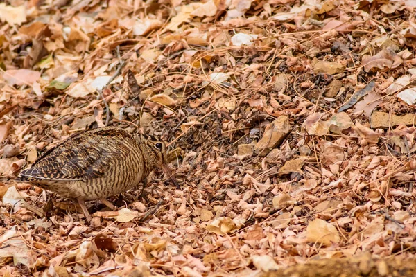 Pássaro Camuflagem Woodcock Folhas Secas Fundo Natureza Marrom Pássaro Eurasiático — Fotografia de Stock