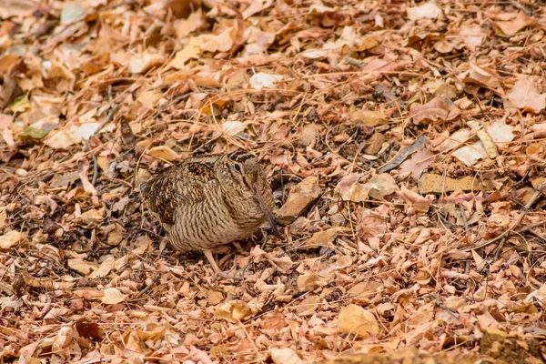 Oiseau Camouflage Woodcock Feuilles Sèches Fond Brun Nature Oiseau Bécasse — Photo