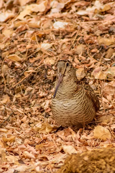 Pájaro Camuflaje Woodcock Hojas Secas Fondo Naturaleza Marrón Bird Eurasian — Foto de Stock