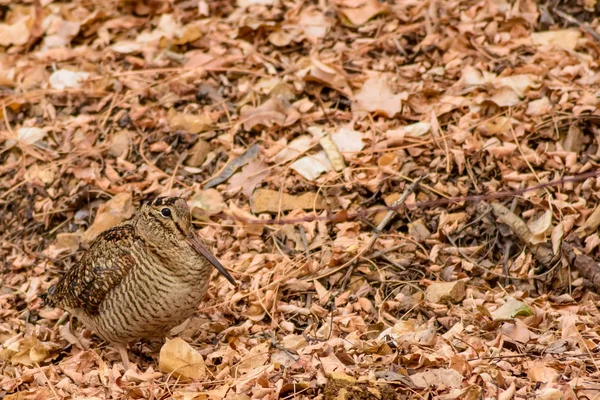 Oiseau Camouflage Woodcock Feuilles Sèches Fond Brun Nature Oiseau Bécasse — Photo