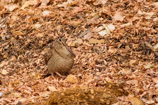 Kamuflaj Kuşu Woodcock Kuru Yapraklar Kahverengi Doğa Arka Plan Kuş — Stok fotoğraf