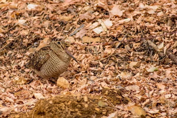 Oiseau Camouflage Woodcock Feuilles Sèches Fond Brun Nature Oiseau Bécasse — Photo