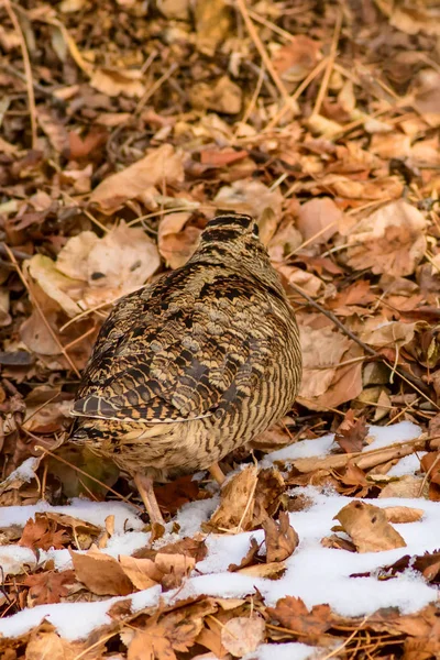 Pájaro Camuflaje Woodcock Hojas Secas Nieve Bird Eurasian Woodcock Scolopax — Foto de Stock