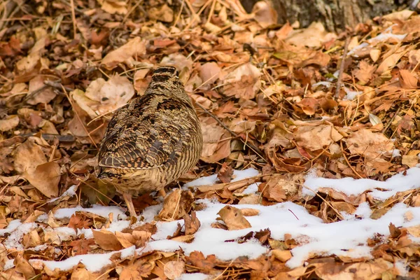 Kamuflaj Kuş Woodcock Kahverengi Kuru Yapraklar Kar Kuş Avrasya Woodcock — Stok fotoğraf