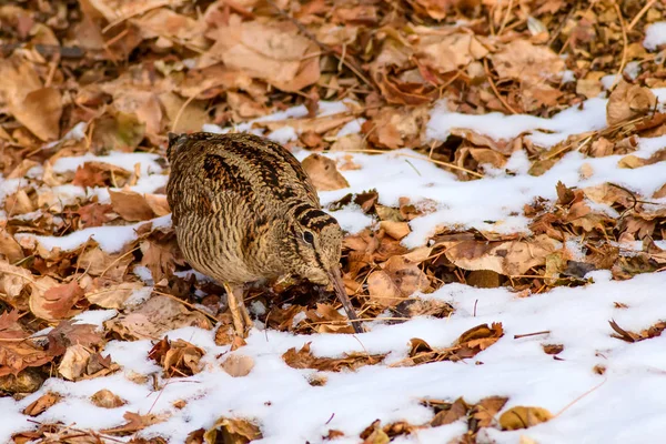 Kamuflaj Kuş Woodcock Kahverengi Kuru Yapraklar Kar Kuş Avrasya Woodcock — Stok fotoğraf