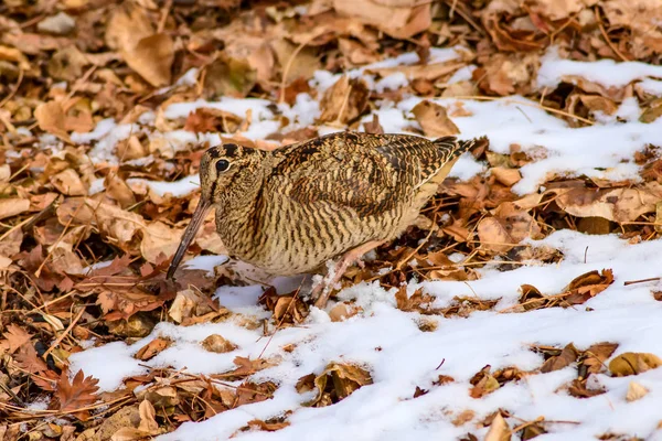 Kamuflaj Kuş Woodcock Kahverengi Kuru Yapraklar Kar Kuş Avrasya Woodcock — Stok fotoğraf