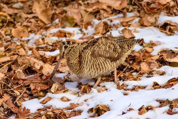 Pájaro Camuflaje Woodcock Hojas Secas Nieve Bird Eurasian Woodcock Scolopax — Foto de Stock