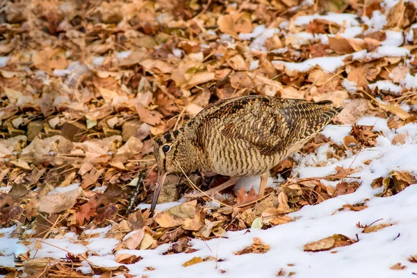 Camouflage Vogel Woodcock Bruine Droge Bladeren Sneeuw Vogel Euraziatische Woodcock — Stockfoto