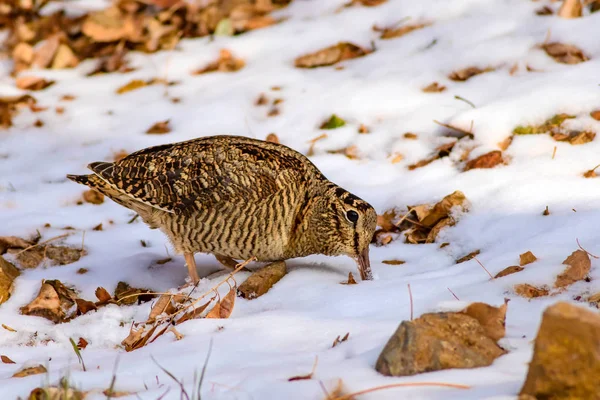 Kamuflaj kuş woodcock. Kahverengi kuru yapraklar ve kar. Kuş: Avrasya Woodcock. Scolopax rusticola.